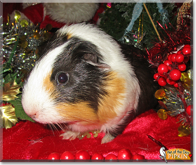 Pipkin the Guinea Pig, the Pet of the Day