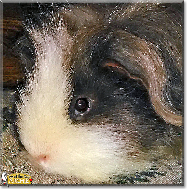 Archie the Peruvian Guinea Pig, the Pet of the Day