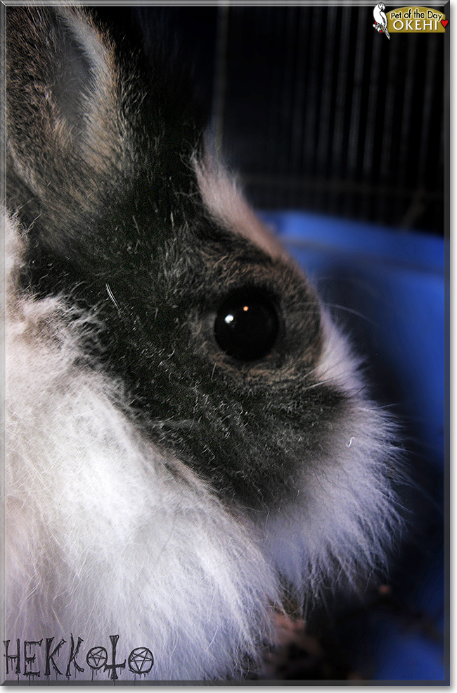 Okehi the Dwarf Rabbit, the Pet of the Day