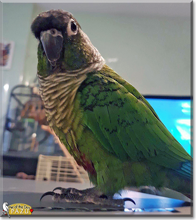 Pazu the Green Cheek Conure, the Pet of the Day