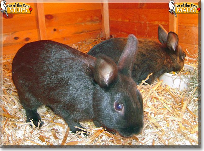 Stups, Mausi the Rabbits, the Pet of the Day
