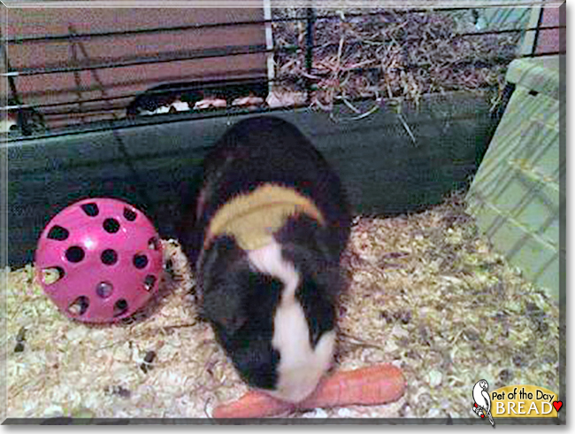 Bread the Guinea Pig, the Pet of the Day