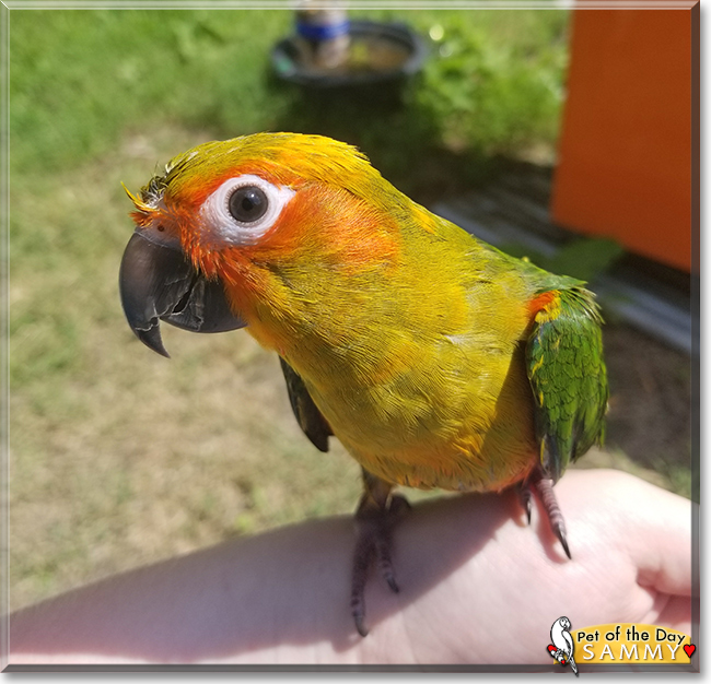 Sammy the Sun Conure, the Pet of the Day