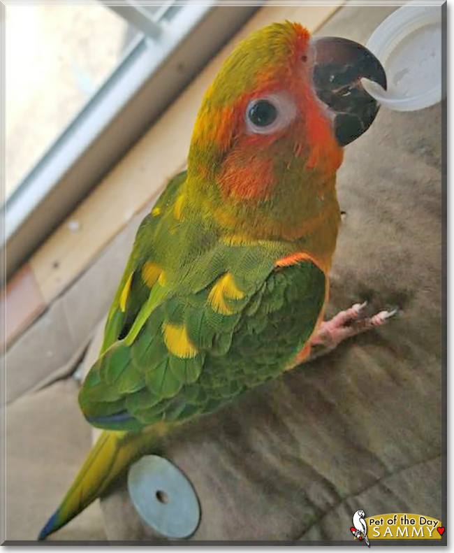 Sammy the Sun Conure, the Pet of the Day