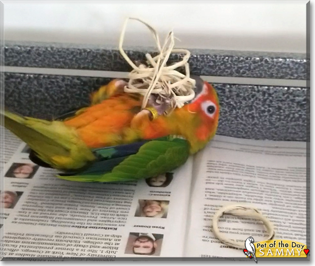 Sammy the Sun Conure, the Pet of the Day