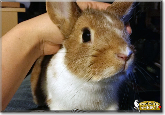 Shrimp the Netherland Dwarf Rabbit, the Pet of the Day