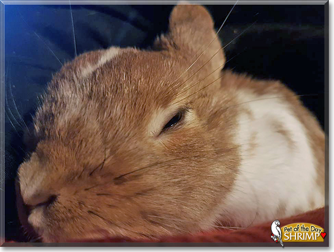 Shrimp the Netherland Dwarf Rabbit, the Pet of the Day