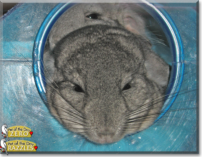 Razzles and Zero the Chinchillas