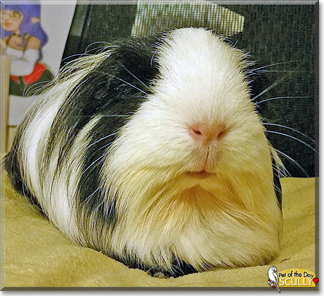 Scully the Silkie Guinea Pig, the Pet of the Day