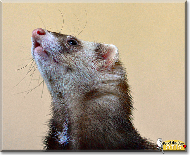Otis the Ferret, the Pet of the Day