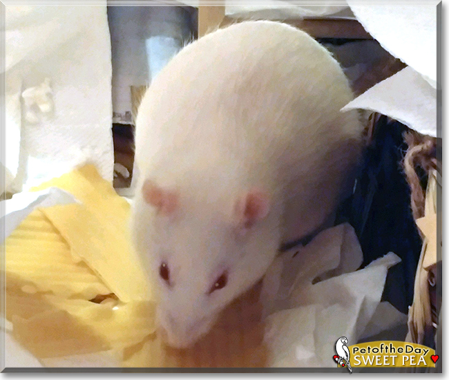 Sweet Pea the Fancy Rat, the Pet of the Day