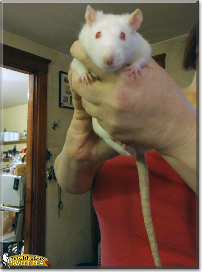 Sweet Pea the Fancy Rat, the Pet of the Day