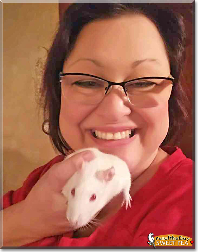 Sweet Pea the Fancy Rat, the Pet of the Day