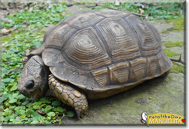 Manuelita the Gopher Tortoise, the Pet of the Day