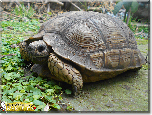 Manuelita the Gopher Tortoise, the Pet of the Day