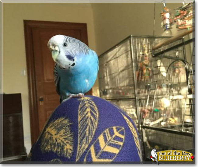 Bluebell the Budgerigar, the Pet of the Day