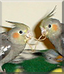 Zizou, Stevie the Gray Cockatiels