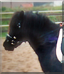 Paulinchen the Shetland Pony