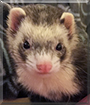 Aphrodite the Ferret
