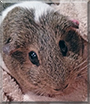 Flicker the Guinea Pig
