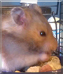 Meatloaf the Hamster