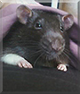 Skunk the Rat