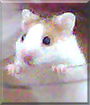 Tango the Syrian Hamster