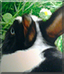 Ferdinand the Dwarf Rabbit