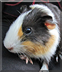 Pipkin the Guinea Pig
