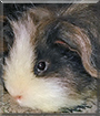 Archie the Peruvian Guinea Pig
