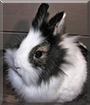 Okehi the Dwarf Rabbit