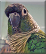 Pazu the Green Cheek Conure