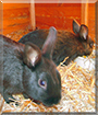 Stups, Mausi the Rabbits