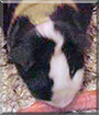 Bread the Guinea Pig