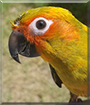 Sammy the Sun Conure