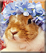 Shrimp the Netherland Dwarf Rabbit