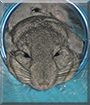 Razzles and Zero the Chinchillas