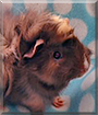 Riot the Abyssinian Guinea Pig