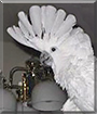 Cameo the Umbrella Cockatoo