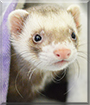 Otis the Ferret