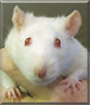 Sweet Pea the Fancy Rat