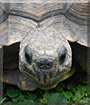 Manuelita the Gopher Tortoise