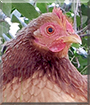 Danny the Bantam Chicken