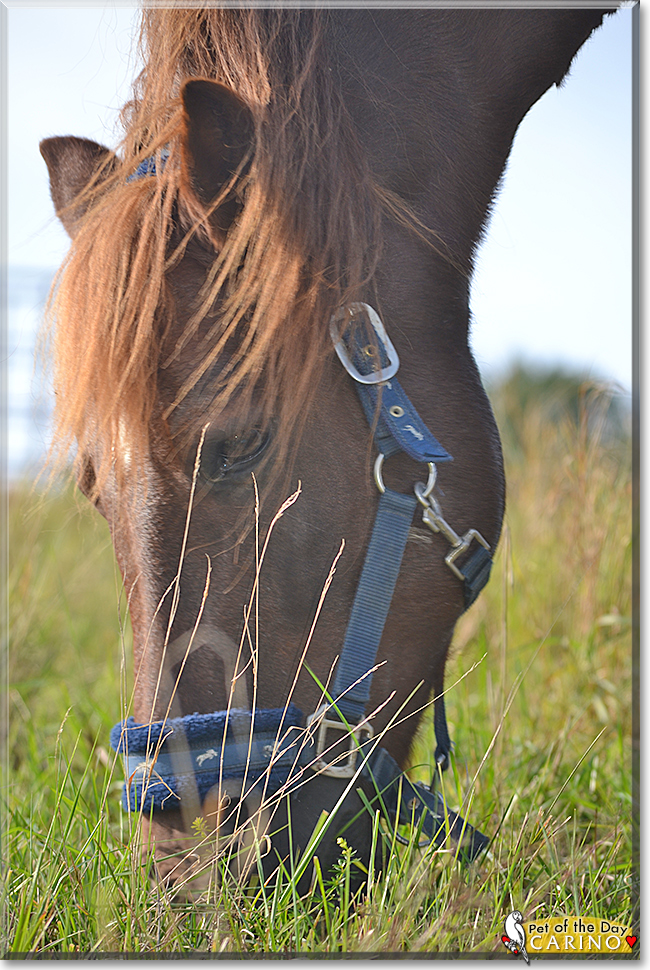 Carino the Icelandic Horse, the Pet of the Day