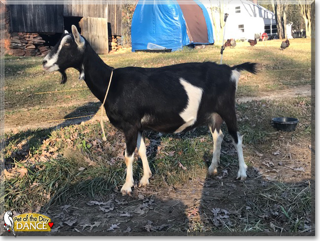 Dance the American Alpine Goat, the Pet of the Day
