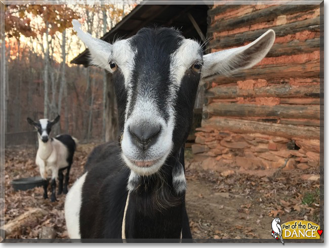 Dance the American Alpine Goat, the Pet of the Day