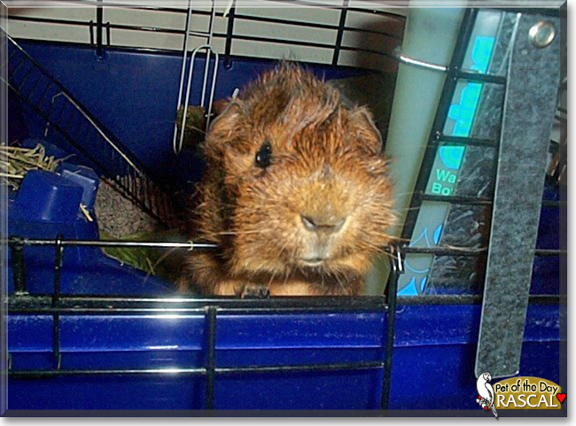 Rascal the Abyssinian Guinea Pig, the Pet of the Day