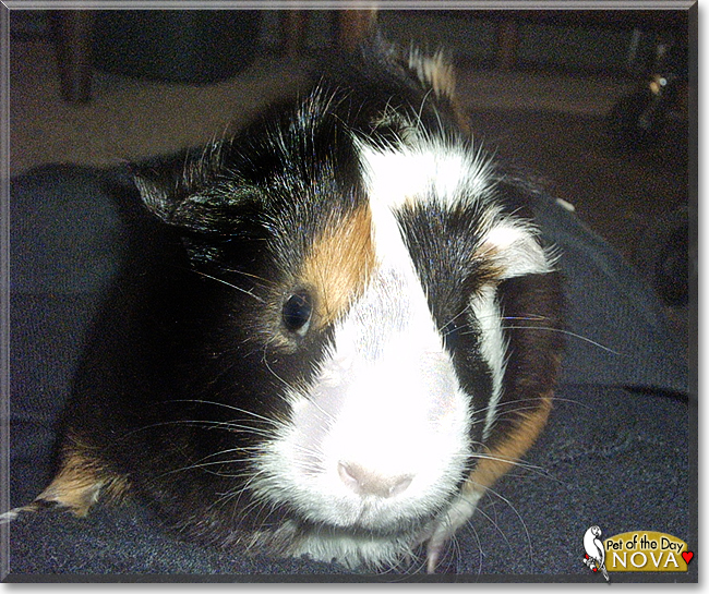 Nova the Guinea Pig, the Pet of the Day