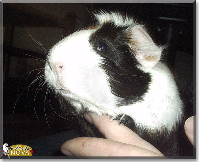 Nova the Guinea Pig, the Pet of the Day