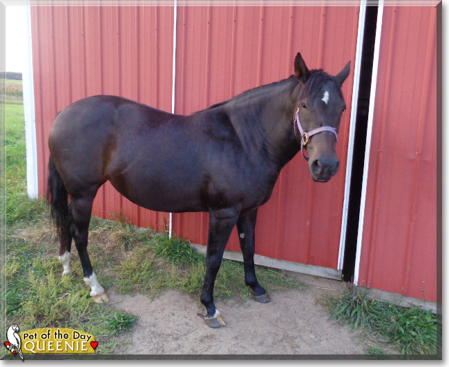 Queenie the Horse, the Pet of the Day